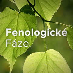 Fenofáze